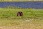 IMG_1198.jpeg IMG_1198.jpeg