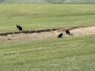 Mongolei_ - 196_1024x768.jpg