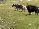 Mongolei_ - 250_1024x768.jpg