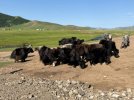 Mongolei_ - 297_1024x768.jpg