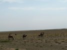 Mongolei_ - 595_1024x768.jpg