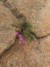Mongolei_ - 609_768x1024.jpg