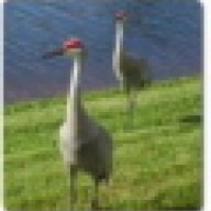 snowbird