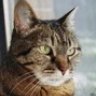 Kedi