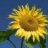 sunflower80